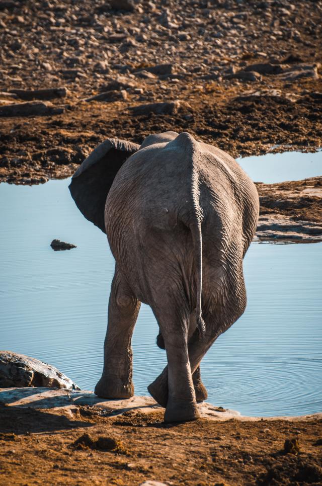 A photograph of an elephant walking away from the viewer towards a pool of stones and water
